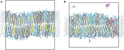 Spontaneous Membrane Nanodomain Formation in the Absence or Presence of the Neurotransmitter Serotonin